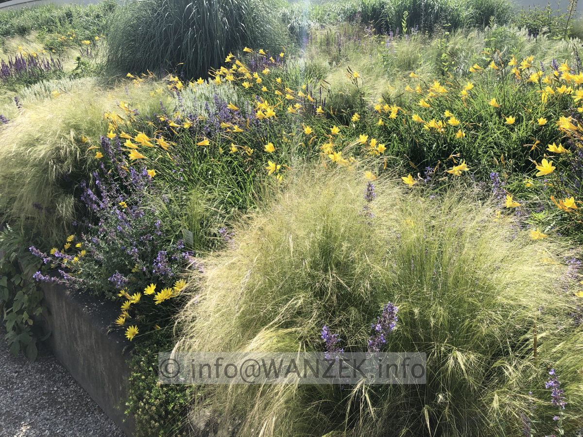 Stipa tenuissima 001.JPG